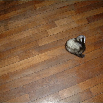 Furets